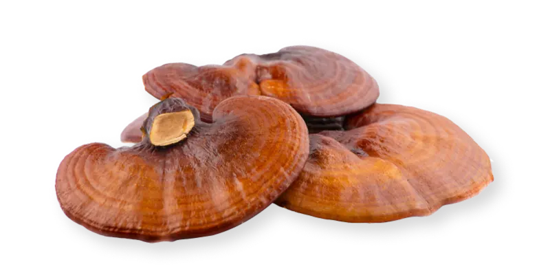  - Ganoderma lucidum