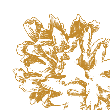 Dragocena čudežna goba