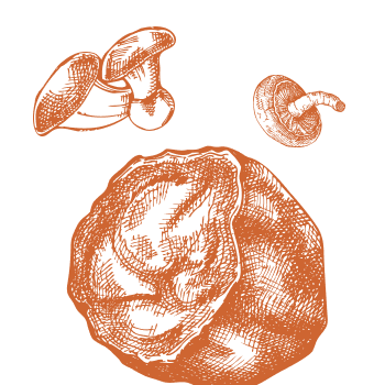 Skrivnost vitalnosti