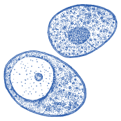 Kakovostna izbira za vsak dan