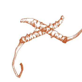 Poskrbite za svoj organizem z močjo gob